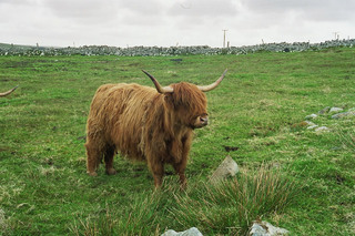 Highland-Cattle - Highland, Cattle, Kuh, Rind, Wiese, Schottland, Nutzvieh, Hochlandrind, Hörner, zottelig, Fell