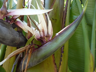 Blüte eines Bananenbaums - Banane, Musacea, Bananenbaum, Bananengewächs, einkeimblättrig, immergrün, mehrjährig, krautig, Laubblätter, palmenartig, Blüte