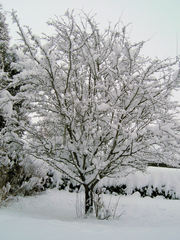 Baum im Schnee - Winter, Schnee, Baum, Jahreszeit, weiß, verschneit, schneien, kahl