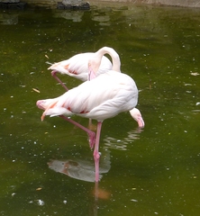 Flamingo - Flamingo, Vögel, Kubaflamingo, Hals, Schnabel, rosa
