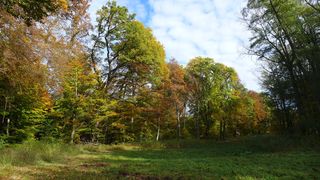 Herbstwald #2  - Herbstfarben, Herbst, Blattfärbung, Sonne, Himmel, Herbstlaub, Laub, Blätter, bunt
