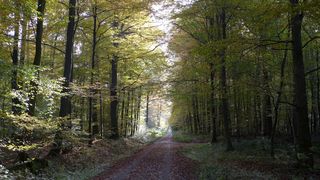 Waldweg  - Herbstfarben, Herbst, Blattfärbung, Sonne, Himmel, Herbstlaub, Laub, Blätter, bunt, Weg, Wald