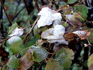 Reif - Niederschlag - Herbst, Winter, Frost, Eis, Raureif, Reif, frieren, eisig, kalt, Perückenstrauch, Eiskristalle, Niederschlag, Resublimation, nadelförmig, Eiskristall