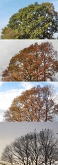 Baum im Herbst - Winter 1 - Baum, Laub, Herbst, Jahreszeiten, Blätter, bunt, Baumkrone, färben, Verfärbung