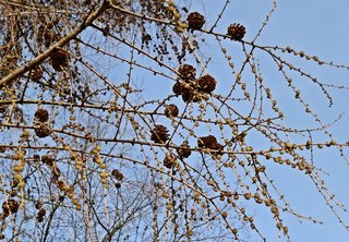 Lärche im März - Lärche, Nadelbaum, Kieferngewächs, Pinaceae, Nadel, Büschel, Frühling
