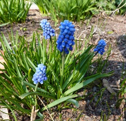 Traubenhyazinthe - Traubenhyazinthe, blau, Frühblüher, Frühling, Zwiebel, Muscari, Perlhyazinthe