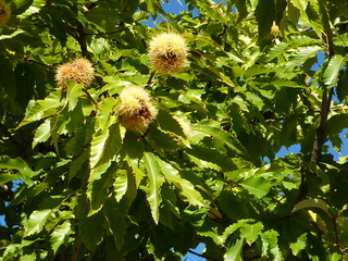 Esskastanienbaum - Edelkastanie, Esskastanie, Maroni, Marone, Blatt, Blätter, Kastanie, Blüte, castanea sativa