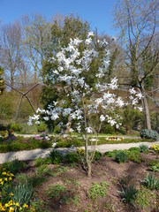 Magnolienbaum - Magnolie, Blüte, Frühling, Baum, Magnolienbaum, Ziergehölz, Garten, Frühjahr, Blühen