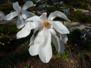 Magnolienblüte - Magnolie, Blüte, Frühling, Zweig, Ziergehölz, Garten, Frühjahr, Blühen