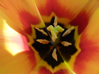 Tulpe von Innen - Tulpe, Stempel, Blüte, Frühling, Frühjahr, Staubblätter, Frühblüher