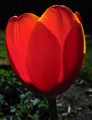 Tulpenblüte im Gegenlicht - Tulpe, Frühblüher, Licht, Schatten, Gegenlicht, durchscheinend