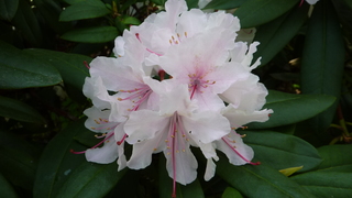 Rhododendron - Rhododendron, Rhododendren, Heidekrautgewächs, Ericaceae, Blüte, Blüten, Blütenblätter, weiß, Staubgefäße, Stempel