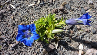 Enzian - Enzian, Blüte, Alpen, Alm, Natur, blau, Heilpflanze, Artenschutz, Symbol