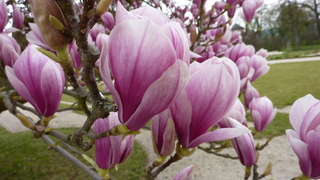 Magnolienblüte - Magnolie, Tulpenbaum, Frühling, Blüte, blühen, rosa, zart