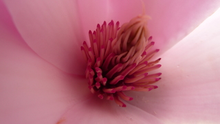Magnolienblüte Staubgefäße - Magnolie, Tulpenbaum, Frühling, Blüte, blühen, rosa, zart, Staubgefäße