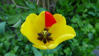 Tulpe - Frühling, Frühjahr, Frühblüher, Tulpe, Blüte, gelb, Zwiebelgewächs, rot, Blütenblatt, zweifarbig, Fruchtknoten