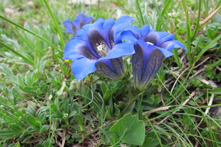 Enzian - Enzian, Stengelloser Pflanze in den Bergen, blaue Blüte, Blüte, Alpen, Alm, Natur, blau, Heilpflanze, Artenschutz, Symbol