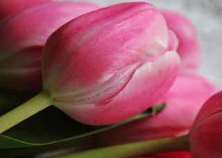 Tulpe - Tulpe, Tulipa, Liliengewächs, Zwiebelblume, Frühling, Frühjahr, Frühblüher, Schnittblume, Blüte, rosa, Vorlage, Grußkarte, Schreibanlass, Impuls