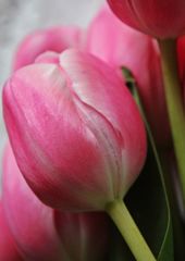 Tulpenblüte - Tulpe, Tulipa, Liliengewächs, Zwiebelblume, Frühling, Frühjahr, Frühblüher, Schnittblume, Blüte, rosa, Blüte, Vorlage, Grußkarte, Schreibanlass, Impuls