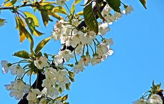 Kirschblüte - Kirsche, Frühling, Bäume, Blüte, blühen, Knospen, Blüten, Knospe, Obstbaumblüte, Frühjahr, Aufbruch, aufbrechen, erblühen, Obstbaum, Pflanze, Baum