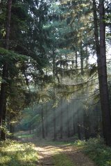 Wald - Wald, Kiefern, Nadelwald, Sommer, Weg, Dunst, Kiefer, Stimmung, Schreibanlass, Meditation, Optik, Sonnenstrahlen, Strahlen
