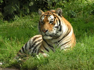 Tiger - Tiger, Tier, Zootier, Großkatze, Raubtier, Raubkatze, Tarnung, Camouflage