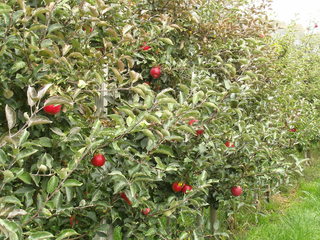 Apfelplantage - Apfel, Äpfel, Kernobstgewächs, Rosengewächs, Obst, Frucht, Herbst, Apfelbaum, Ernte, Apfelplantage
