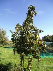Quittenbaum - Quitte, Obst, Frucht, Marmelade, Kernobst, gelb, quittegelb