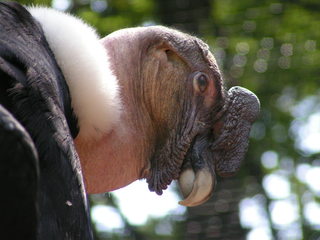 Kopf eines Kondors - Geier, Zootier, Tier, Greifvogel, Schreitvogel, Kopf, Kondor
