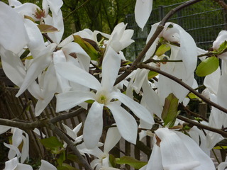 Magnolienblüte - Magnolie, Blüte, Frühling, Zweig, Ziergehölz, Garten, Frühjahr, Blühen