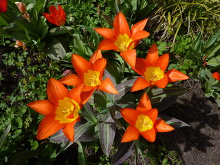 Tulpe - Frühling, Frühjahr, Frühblüher, Tulpe, Blüte, Zwiebelgewächs, Tulipa, Liliengewächs, Zwiebelblume, Griffel, Narbe, Staubgefäße, Schnittblume, Blüte