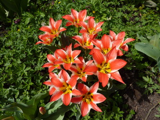 Tulpe - Frühling, Frühjahr, Frühblüher, Tulpe, Blüte, Zwiebelgewächs, Tulipa, Liliengewächs, Zwiebelblume, Schnittblume, Blüte