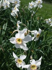 Weisse Narzisse - Narzisse, Dichter-Narzisse, Amaryllis, Zwiebelblume, Blüte, Blume, Frühjahr, Frühling, Frühblüher, weiß