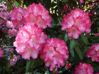 Rhododendron - Rhododendron, Rhododendren, Heidekrautgewächs, Ericaceae, Blüte, Blüten, Blütenblätter, Busch