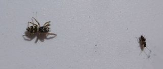 Zebra-Springspinne #1 - Insekt, Spinne, Springspinne, Mauer-Hüpfspinne, salticus cingulatus