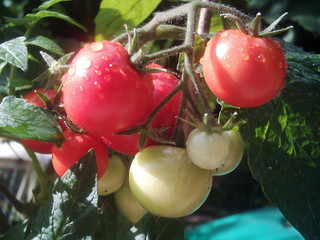 Tomate - Nutzpflanze, Tomate, Garten, Tomaten, reif, unreif, rot, Gemüse, Nachtschattengewächs