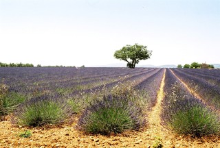 Lavendelfeld in der Provence - Nutzpflanze, Lavendel, Tourismus, Sehenswürdigkeit, Frankreich, Provence, Schreibanlass, Lippenblütler, Heilpflanze, Duftpflanze, Duft, Landwirtschaft, Agrarwirtschaft