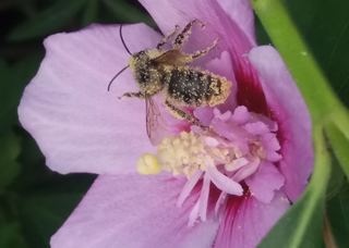 Hummel im Pollenbad - Hummel, Pollen, Blüte, Insekt, bestäuben, Sommer, Insektenzählung, Nabu