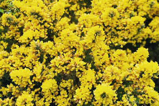 Stechginster - Ginster, Stechginster, Blüte, Natur, gelb, Schottland, Schmetterlingsblütler, Genista