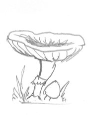 Pilz - Pilz, Pilze Wald, Handzeichung, heimisch, mushroom, einzeln, Anlaut P, Wörter mit z