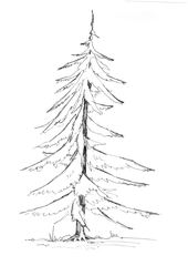 Nadelbaum - Baum, Anlaut B, Wald, Handzeichung, heimisch, Nadelbaum, Anlaut T