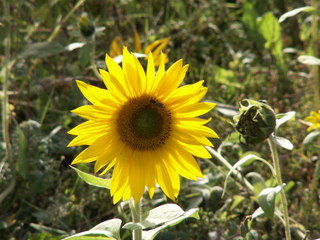 Sonnenblume - lichtdurchflutet - Sonnenblume, Blume, Spätsommer, Herbst, Korbblütler, Blüte, gelb