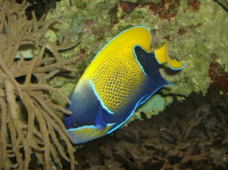 Zierfisch - Traumkaiserfisch, Pomacanthus navarchus, Zierfisch, Aquarium, blau, gelb, Salzwasserfisch, Fisch