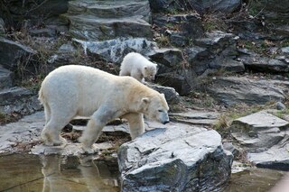 Eisbär mit Nachwuchs - Eisbär, Polarregion, Nordpol, Arktis, Klimawandel, Verhalten, Zoo, Haltung, Zootier, Einzelgänger, bedrohte Tierart, gefährdet, gefährlich, Bär, Raubtier, Säugetier, Polarbär, Sohlengänger, weiß, Nachwuchs