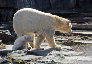 Eisbärfamilie - Eisbär, Polarregion, Nordpol, Arktis, Klimawandel, Verhalten, Zoo, Haltung, Zootier, Einzelgänger, bedrohte Tierart, gefährdet, gefährlich, Bär, Raubtier, Säugetier, Polarbär, Sohlengänger, weiß