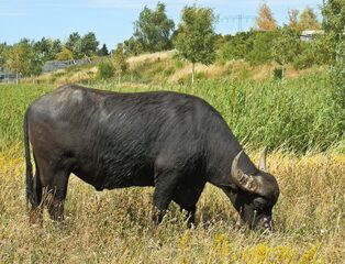 Wasserbüffel 4# - Wasserbüffel, Beweidung, Weide, weiden, ökologisch, ökonomisch, nachhaltig, Rasenmäher, Natur, Haustier, Genügsamkeit, Robustheit, Friedfertigkeit, Mythologie