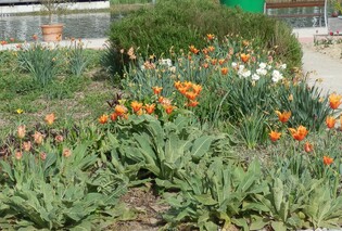 Tulpen - Frühblüher, Botanik, Garten, Tulpen, Blumen, Pflanzen, Frühling