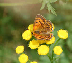 Schmetterling 3 - Schmetterling, Tagfalter, Perlmuttfalter