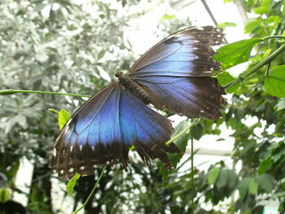 Blauer Morphofalter - Blauer Morphofalter, Himmelsfalter, Edelfalter, Augenfalter, Schmetterling