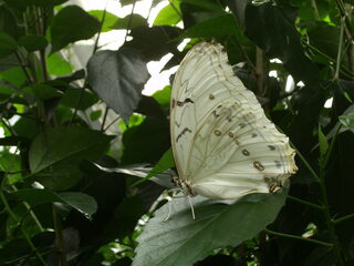 Weißer Morphofalter - Weißer Morphofalter, Schmetterling, Tagfalter, Morpho polyphemus, Edelfalter, Augenfalter